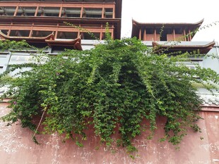 墙边绿植与远处中式建筑