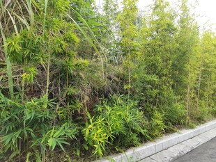 路边繁茂绿植景观