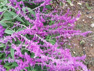 紫色穗状花卉特写