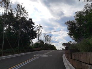 蜿蜒公路旁绿树与蓝天