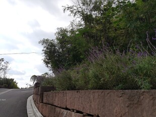 路边绿植与石墙景观