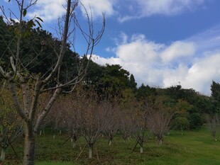 山野风光树木与蓝天白云