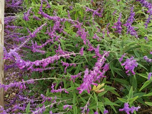 紫色花卉丛生机盎然