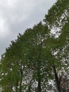 仰视葱郁树木与天空