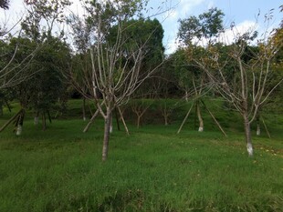 果园绿意盎然的树木景观