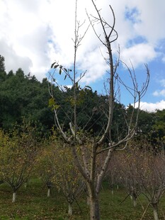 秋日果园里的光秃树木