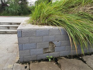 砖砌花池中的蓬勃绿植