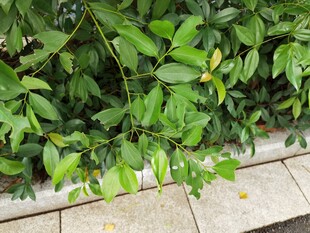 绿叶繁茂的植物景观