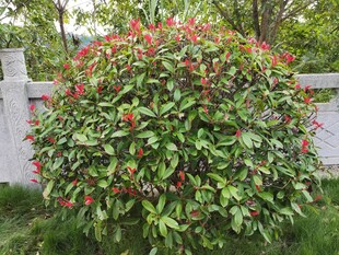 绿叶红花簇拥的繁茂灌木