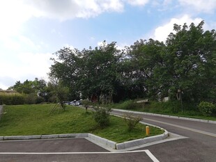 蜿蜒道路旁的绿意景致