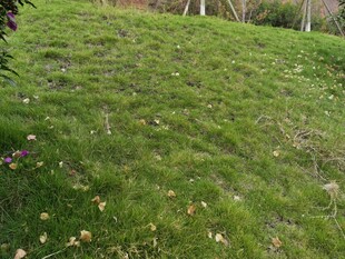 翠绿草地尽显自然生机