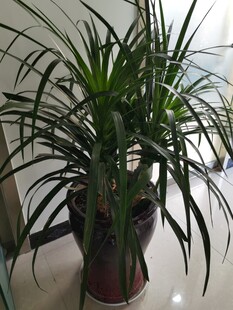 室内翠绿龙血树盆栽