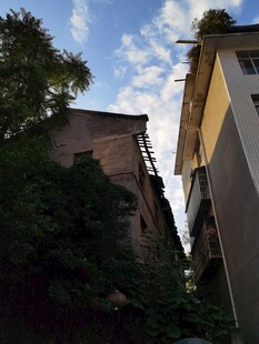 老旧建筑旁的葱郁绿植