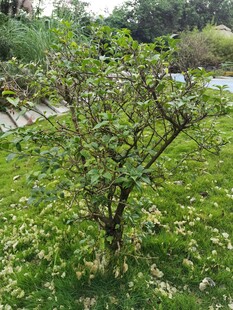 小果树生长在绿意草坪中