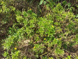 绿意盎然的野外灌木丛