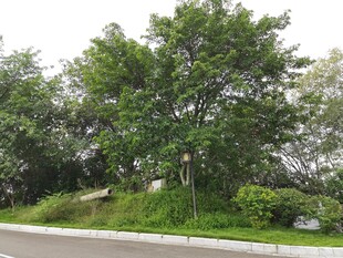 路边绿意盎然的树木景观