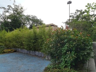 户外绿植环绕的宁静场景