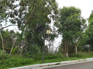 路边葱郁树林景观