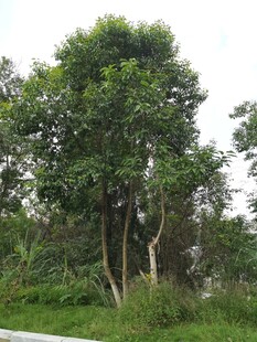 路边葱郁树木景观