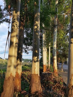 林间光影下的挺拔树木