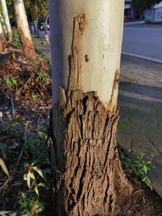 树干受损的特写画面