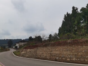 蜿蜒公路旁的葱郁树林