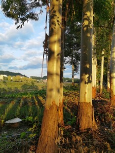 夕阳下的桉树林景观