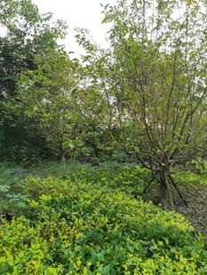 绿意盎然的自然植物景观