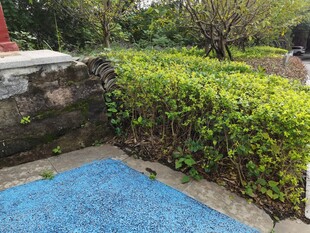 户外蓝色地面与绿植景观