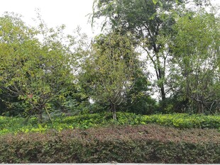 乡村田野绿植景观