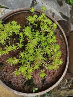 盆栽绿植清新绿意盎然