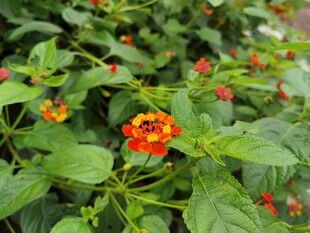 鲜艳马缨丹绽放绿叶间