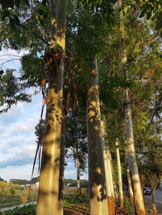 林间树木沐浴温暖阳光