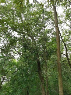 茂密树林中的高大树木