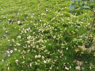 绿叶丛中的白色小花