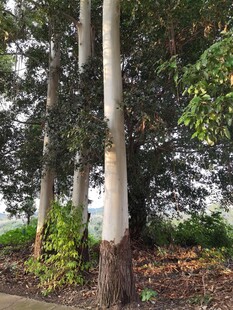 林间挺拔树木与绿植景观