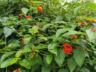 绿叶间的艳红花朵