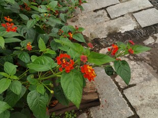 砖缝间绽放的艳红花朵