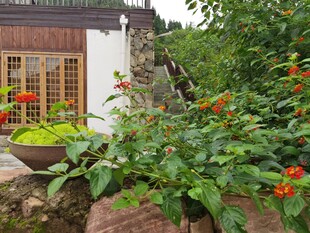 中式庭院绿植花卉景致