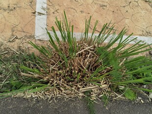 墙边生长的茂盛绿色植物