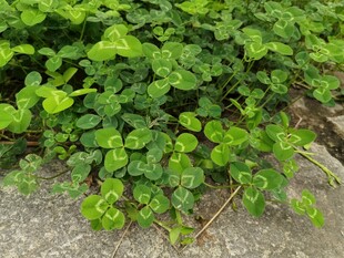 地面上的翠绿藤蔓植物