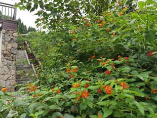 石径旁绽放的鲜艳花卉