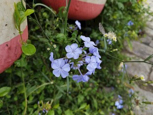 蓝花绽放于绿植间