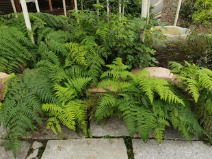 庭院中的繁茂蕨类植物