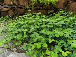 翠绿繁茂的地面绿植