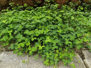 墙边翠绿繁茂的爬藤植物