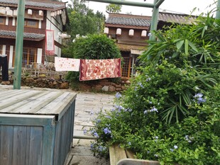 传统建筑旁的绿植景观