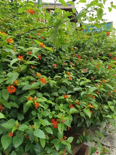 绿叶间的鲜艳红色小花