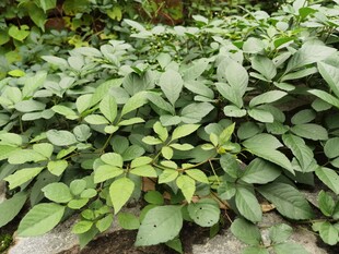 绿叶繁茂的植物景观