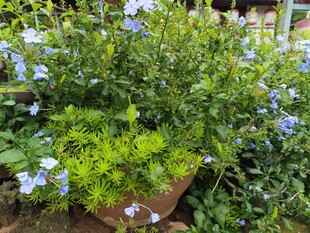 蓝花绿植盆栽景观